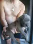 🐶 Продавам красиви Американски Питбул кученца - 8 броя, 2 месеца, снимка 15