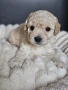 Ексклузивни Малтипу F1b бебета (Maltipoo) + Пълен Премиум Стартов Пакет (Подарък над 300€), снимка 2