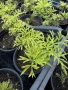 Бъз Sambucus nights “Golden Tower”, снимка 2