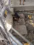 Продавам чистокръвни, обезпаразитени, ваксинирани пинчери!, снимка 3