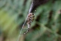 Tamron 28-300mm f3.5-6.3 Aspherical Macro DI VC IF LD XR обектив Никон, снимка 5