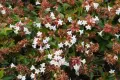 Абелия Грандифлора Прострата, Аbelia Grandiflora Prostrata!!!, снимка 1