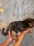 Йорки промоция мъжки, снимка 16