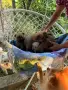 Чау - Чау  💙🐾🐶 Най-пухкавите Чау Чау бебета очакват своите нови семейства , Много скоро 🎉🪭❤️✨🐾🥰🐩➡️⤵️, снимка 8