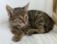 Подарявам малко котенце, снимка 2