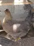 Свободни женски Крем Лекбар на 4 месеца. Само лично предаване за Варна 0886167714 , снимка 2