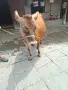 Юница "Джерсе". , снимка 4