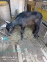 селскостопански животни , снимка 3