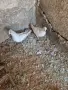 Продавам  3бр.   типлери, снимка 2