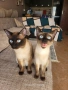 Сиамски котета , снимка 1
