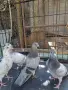 Английски типлери. , снимка 1