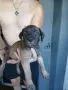 🐶 Продавам красиви Американски Питбул кученца - 8 броя, 2 месеца, снимка 10