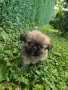 Кучета пекинези, снимка 8