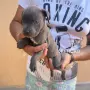Сини питбулчета , снимка 5