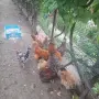 Продавам 10 кокошки и 1 петле, снимка 4