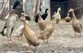 Индийски бегач, неми патици,гъски,холандска качулата,пуйки и мини кохини, снимка 5