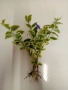 Винка пъстролистна, с височина 20-30см. - 5 €. за 10 корена., снимка 4