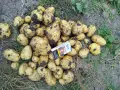 Картофи на едро, сорт Сорая, снимка 1