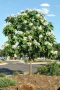 Каталпа, Catalpa bignonioides, снимка 5