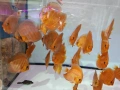 Дискуси, снимка 3