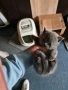 Шотландски и британски котета, снимка 5