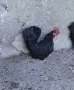 Шабо кокошка продавам заменям, снимка 1