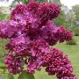 Люляк / Lilac, снимка 3