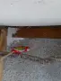 Продавам женска Червена Розела, снимка 5