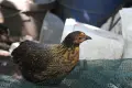 Пилета/Кокошки Кръстоска , снимка 9