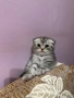 Британско коте таби, снимка 3