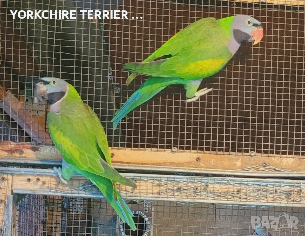 Китайски александър двойка(Psittacula derbiana), снимка 2 - Папагали - 55250578