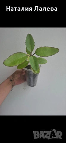 Каланхое, Kalanchoe Magic Bell, снимка 4 - Стайни растения - 54912056