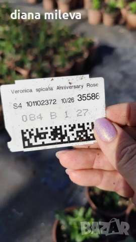 Розова Вероника, Veronica spicata ‘Anniversary Rose’, снимка 8 - Градински цветя и растения - 54139863