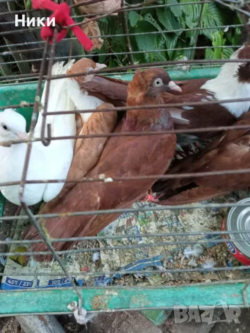 Гълъби Чирпански Жълти и Червени