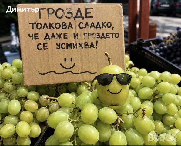 Продава грозде-пино ноар,мерло,каберне, санджовезе 