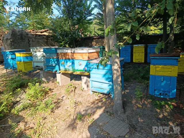 Пчелни семейства / кошери / пчели, снимка 2 - За пчели - 55567845