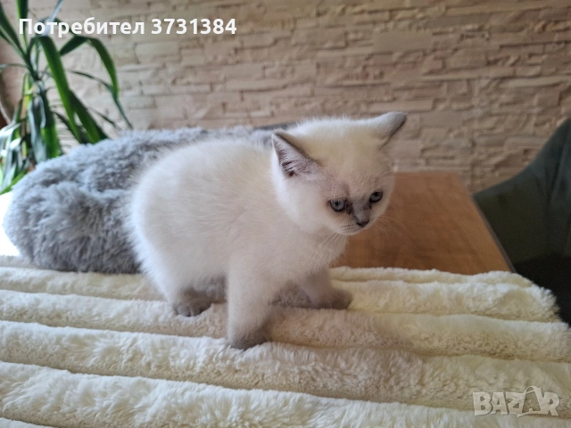 Британско късокосместо колорпойнт коте, снимка 5 - Британска късокосместа - 54058265