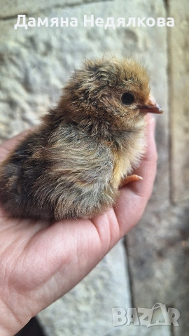 пиленца и оплодени яйца Разград 