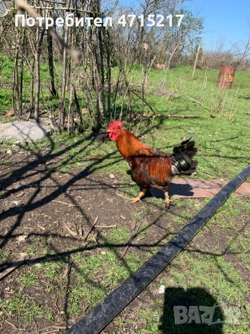 Петли , снимка 2 - Кокошки и пуйки - 54105940