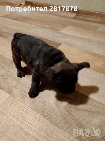 френско булдоче , снимка 4 - Френски булдог - 54258818