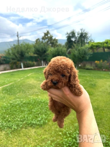 Пудел Той/Poodle toy, снимка 5 - Пудели - 55192254