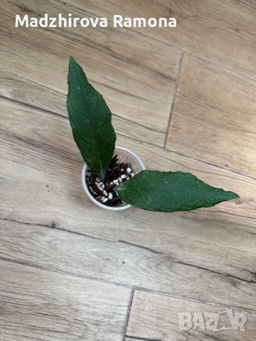 Hoya Finlaysonii sukirin , снимка 3 - Стайни растения - 54001786