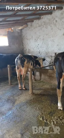 Продавам мъжки телета, снимка 3 - Крави - 55356449