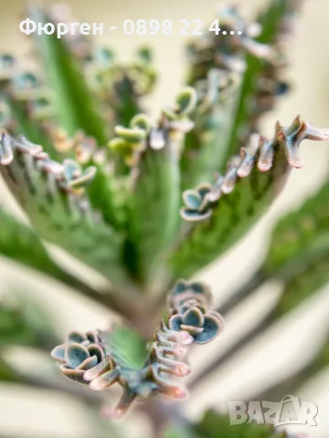 Каланхое Дегремонтиана (Kalanchoe daigremontiana) – живородно сукулентно растение, снимка 5 - Разсади - 55335838