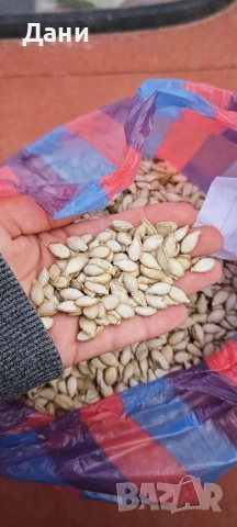 Продавам семе за тикви Цигулки , снимка 2 - Сортови семена и луковици - 54278872