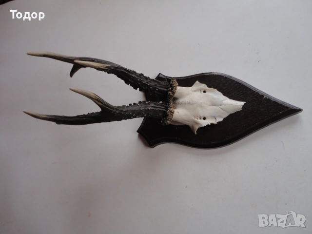 Страхотен ловен трофей рога 16, снимка 5 - Ножове - 54087398