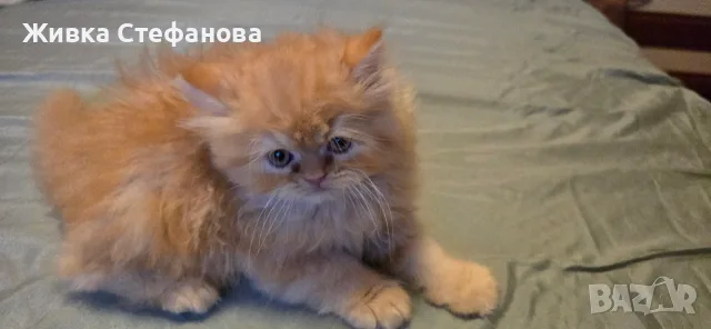 Персийче на 60 дни, снимка 6 - Персийска - 55502206