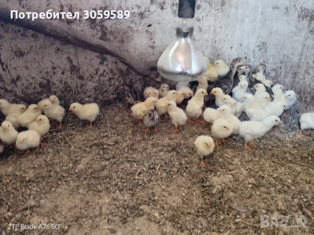 Пиленца брезе и бял съсекс продавам