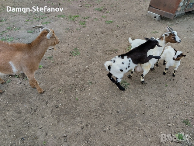 продавам мъжки мини козле холандско джуджета родени през март тази година , снимка 7 - Кози - 54388957