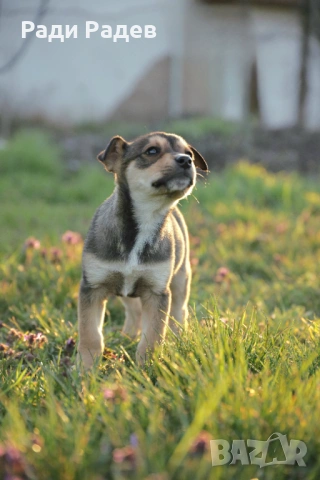 Кученца си търсят любящи стопани